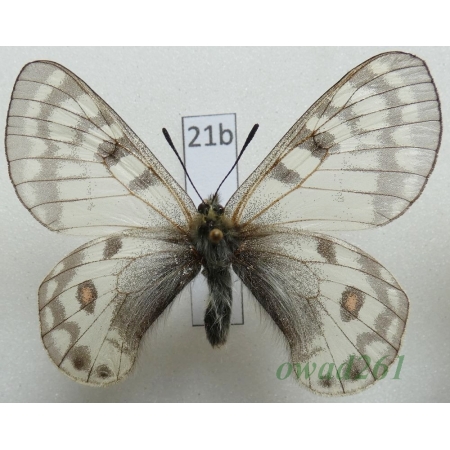 Parnassius jacobsoni Avinoff, 1913 Tadjikistan21b